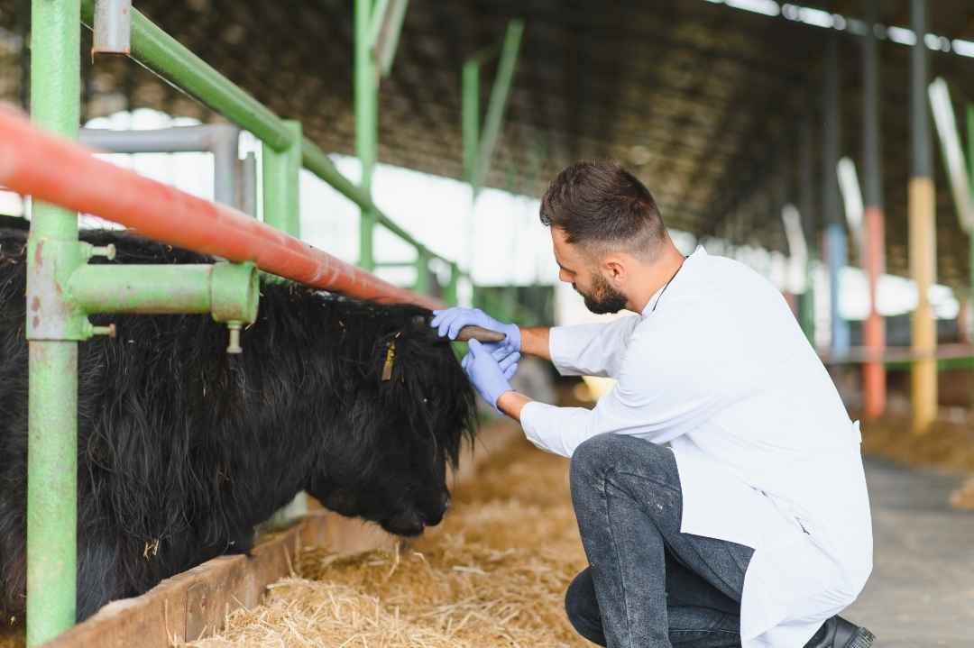 vet inspecting cow's ear