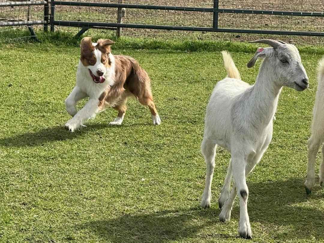 ausie herding animals