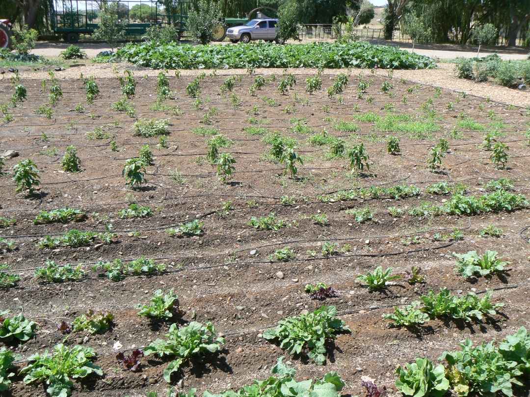 rows of growing crops in irrigation