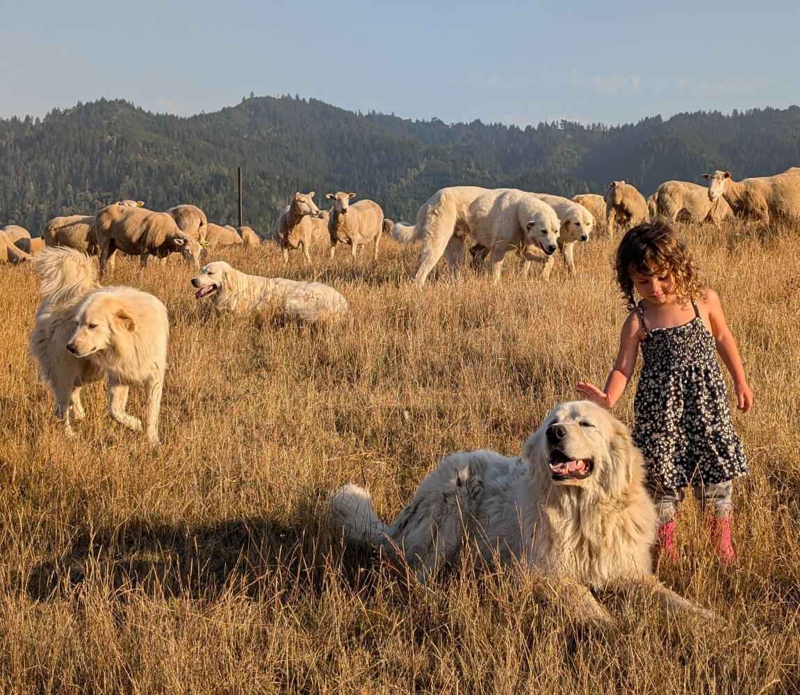 Can Livestock Guardian Dogs Solve a Wolf Problem? | Farmers Hot Line