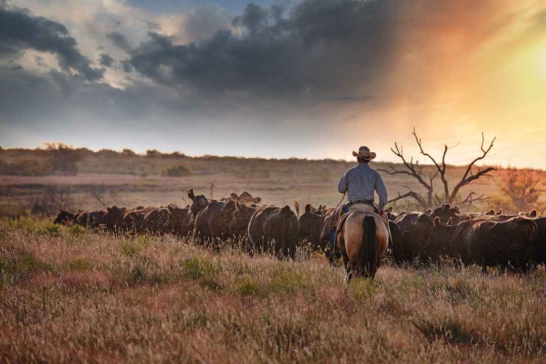 USDA, DOI Announce Agreement to Support Ranchers and Grazing on Public ...