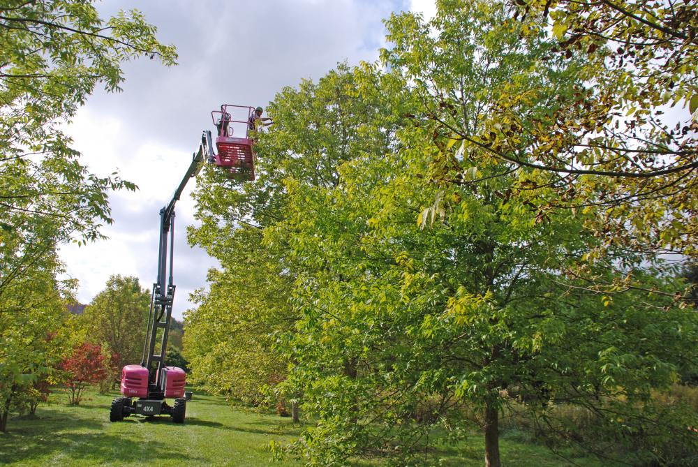 Skyjack Lift Helps Students Collect Seeds from Rare Trees