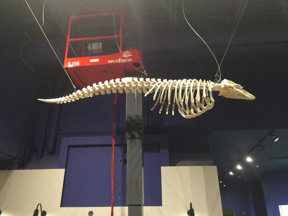 Aquatarium Learning Center Adds Skyjack SJ16 to Aid with Maintenance